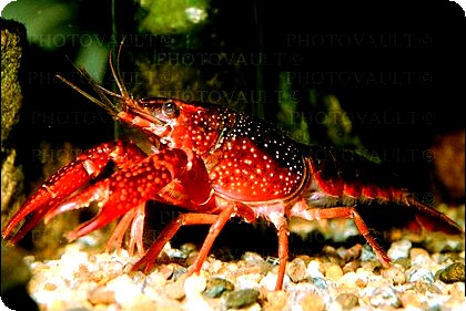 Crayfish - Deep Red - Large
